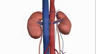 Internal structure of the Kidney  Anatomy Tutorial [upl. by Aliekat]