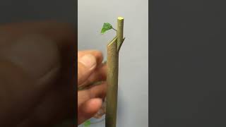 Best method and unique ideas for the grafting of fruit trees grafting plants garden tree​ [upl. by Fotzsyzrk]