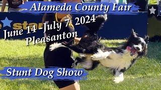 Stunt Dog show Alameda county fair 2024 [upl. by Theresina]