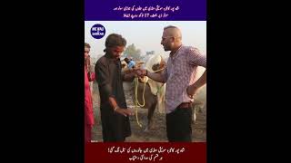 Most Expensive And Dangerous Qurbani Bulls and Cows in Pakistan  Qurbani ke janwar 2024 [upl. by Ynohta]