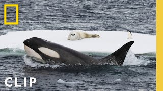 In rare footage humpback whales attempt to disrupt a killer whale hunt in Antarctica [upl. by Nnil746]