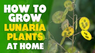 How To Grow Lunaria Plants At Home Step By Step [upl. by Abrams385]