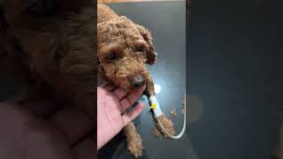 Oxytetracycline injection for treatment parvovirus shortvideo vetdoctor puppy [upl. by Walton]