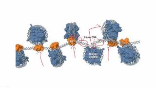 Molecular Biology Basics Lesson 4  DNA organization [upl. by Carrelli]