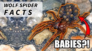 Wolf Spider Facts the size of a TARANTULA 🕷️  Animal Fact Files [upl. by Nirac402]