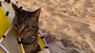 MY CATS FIRST BEACH ADVENTURE 😳 [upl. by Neeloc]