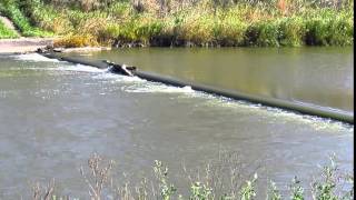 Souris river MinotND 10132015 video [upl. by Adrahs]