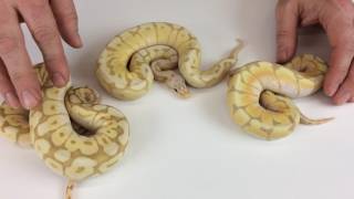 Ball Pythons for Beginners [upl. by Atlante785]