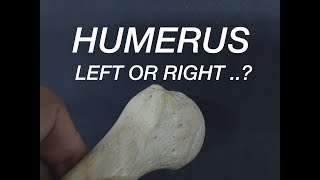 HUMERUS  SIDE DETERMINATION [upl. by Gaiser]