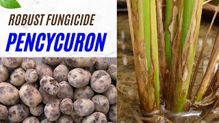 Pencycuron Fungicide Effective SoilBorne Disease Control for Potatoes Rice amp More fungicide [upl. by Cailly639]