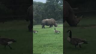 Giant Hippopotamus  African lion safari wildlife hippopotamus hippo zoo [upl. by Lakym]