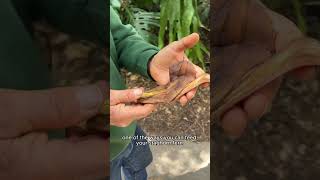 Feeding Our Staghorn Fern [upl. by Lesli]