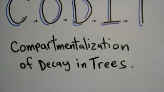 Plant ID Compartmentalization of Decay in Trees CODIT [upl. by Arita]