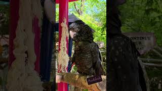 Pigeon Forge Tennessee  Parrot Mountain exoticbird travelblogger [upl. by Dionis]