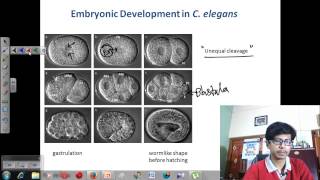 C elegans development [upl. by Nnylimaj323]