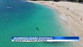 How can drone cameras be used for shark sightings on Oahu [upl. by Serafine741]