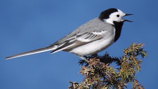 Sädesärla sång Bachstelze Gesang Bergeronnette grise chant White Wagtail Song [upl. by Auhel]