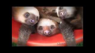 BUCKET OF SLOTHS [upl. by Ramunni]