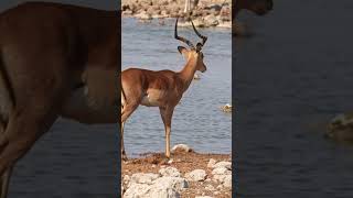 Afternoon stroll by the waterhole [upl. by Brathwaite]