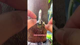 Grafting method for grapefruit trees simple and easy to learngraftinggraftingtechnologyreels [upl. by Hinze]