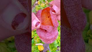 fruit naturallifeb 🍉🍎🍒🍓🥝🍋🥭🍊 satisfying naturalclips fruitcutting naturelife garden carving [upl. by Esirahc203]