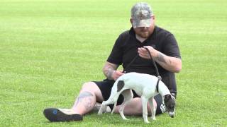 working whippet training pt3 [upl. by Ymme]