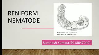 Reniform nematode ppt [upl. by Yaned172]