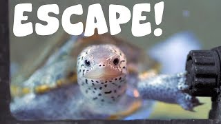 that one time my turtle ESCAPED  Worst Day in Fish Keeping [upl. by Robi]