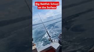 Chasing a Baitfish School Big Kingfish and Snapper pushing them up fishing [upl. by Ayanad]