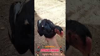 Ayam petarung ‼️‼️ subscribe shortvideo shorts peternakrumahan [upl. by Daphie836]