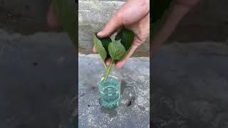 Raju nursery hydrangea flower plant hydrangea plant cating short video shorts short [upl. by Nahtan]