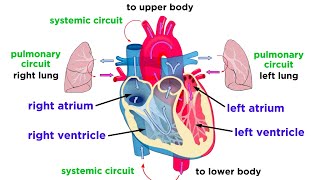 The Circulatory System Part 1 The Heart [upl. by Arhna]