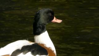 Common Shelduck Tadorna tadorna  Brandgans 2 [upl. by Cirnek]