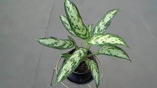 Silver King  Aglaonema [upl. by Hoeve57]