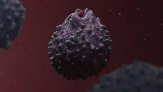 Macrophage 2 [upl. by Eaton]