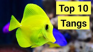 Top 10 Tangs For A Saltwater Aquarium  The Prestige Reef Dork Show [upl. by Nauqed]