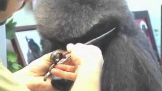 Super Styling Session Standard Poodle Grooming Tips [upl. by Prader]