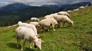 Tatry  szlak na Gęsią Szyję przez Rusinową Polanę sierpień 2012 [upl. by Annaeiluj517]