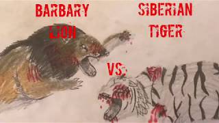 Barbary Lion Vs Siberian Tiger [upl. by Anileda]