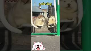 Baby dog cute shortsviral puppy trending dog viralshorts youtubeshorts puppydog shortvideo [upl. by Bekelja]