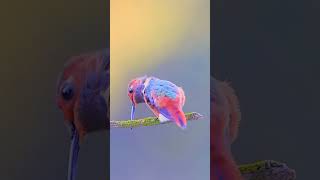 Beautiful bird cleaning its beak music love song amazing funny animals [upl. by Malynda275]