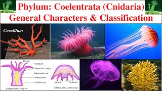 Phylum Coelentrata  General characters and classification of Coelentrata  Cnidaria [upl. by Nemaj]