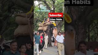 Mysuru dasara  superstar Bheema  elephant gang mass leader mysuru dasara elephant [upl. by Delaine]