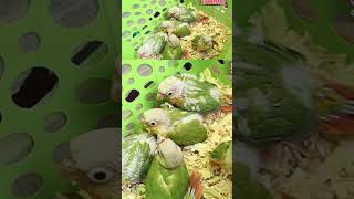 Pineapple conure sale in Chennai⁉️pineappleconure conurepetmarket birdspineappleconurebird [upl. by Ecirb]