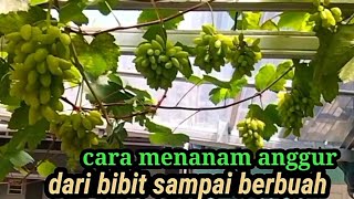 Dari Bibit Sampai Berbuah [upl. by Yeaton]