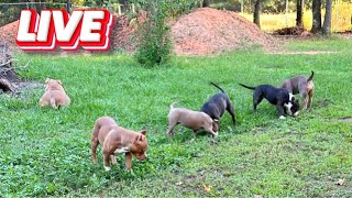 QBN Kennel Live From Da Yard  American Bully [upl. by Alleris499]