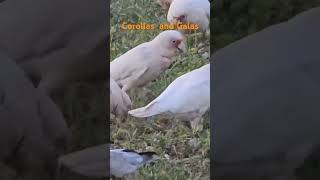 Corellasband Galas munching seeds corellaparrot corella parrot cockatoo australiannativebirds [upl. by Annawaj]