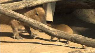 Baby capybara [upl. by Reuven380]