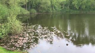 Tours of WW1  Spanbroekmolen Mine Crater [upl. by Philipson]