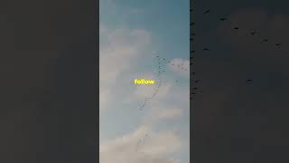 Bird Migration Showdown Natures Most Epic Journeys [upl. by Sabella]